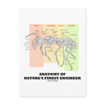 Anatomy Of Nature's Finest Engineer (Entomology) Post Card