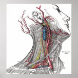 Anatomy of the Neck Poster Print