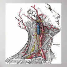 Anatomy of the Neck Poster Print