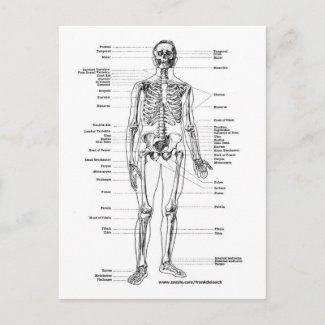 Crossword Puzzles Online on Anatomy Skeleton T Shirts And Gifts Postcard