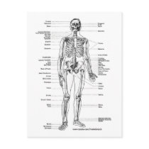 ANATOMY SKELETON T-SHIRTS AND GIFTS postcards by frankdeloach ANATOMY SKELETON T-SHIRTS AND GIFTS postcards