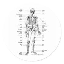 ANATOMY SKELETON T-SHIRTS AND GIFTS stickers by frankdeloach ANATOMY SKELETON T-SHIRTS AND GIFTS stickers