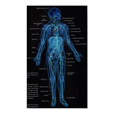 Anatomy - The Arteries Posters by leahann