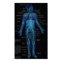 Anatomy - The Arteries posters by leahann Anatomy - The Arteries posters