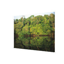 Anavilhanas, Amazonas, Brazil. Rainforest river Stretched Canvas Print
