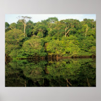 Anavilhanas, Amazonas, Brazil. Rainforest river Posters