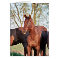 ANB Gotalil Gumption Greeting Cards