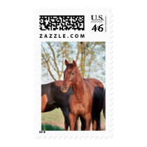 ANB Gotalil Gumption Postage Stamps