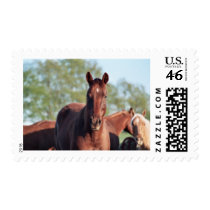 ANB Gotalil Gumption Stamps