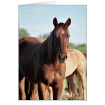 ANB Gottalil Gumption Greeting Cards