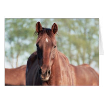 ANB Gottalil Gumption Greeting Cards
