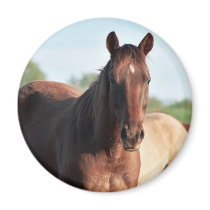 ANB Gottalil Gumption magnets by knotth ANB Gottalil Gumption magnets
