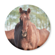 ANB Gottalil Gumption Magnet