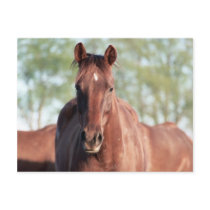 ANB Gottalil Gumption Postcards