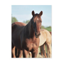 ANB Gottalil Gumption Post Cards