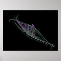 Anchovies Poster