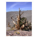 Ancient Bristle Cone Pine Forest posters by donnythed Ancient Bristle Cone Pine Forest posters