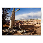 Ancient Bristlecone Pine cards