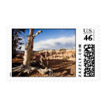 Ancient Bristlecone Pine postage