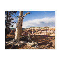 Ancient Bristlecone Pine Postcards