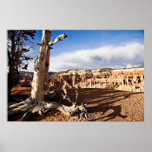 Ancient Bristlecone Pine posters