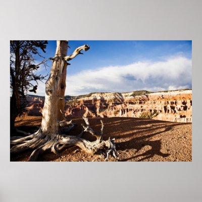 Ancient Bristlecone Pine Poster by mandj98