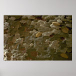 Ancient forest print