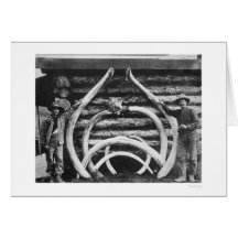 Ancient Mastodon Bones Alaska 1908 Cards