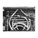 Ancient Mastodon Bones Alaska 1908 posters by lc_alaska Ancient Mastodon Bones Alaska 1908 posters