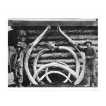 Ancient Mastodon Bones Alaska 1908 posters