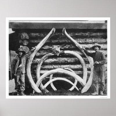Ancient Mastodon Bones Alaska 1908 Posters by lc_alaska