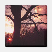 Ancient Oak at Sunset Fridge Magnet