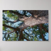 Ancient Oak Posters