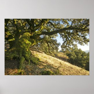 Ancient Oak Tree