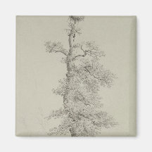 Ancient Oak Tree with a Stork's Nest Magnet