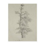 Ancient Oak Tree with a Stork's Nest Post Card