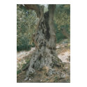 Ancient Olive Tree posters by apmercer Ancient Olive Tree posters