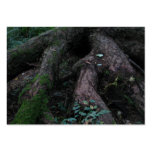 Ancient Roots Business Card