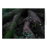 Ancient Roots Cards