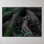 Ancient Roots Poster