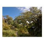Ancient Trees Post Cards