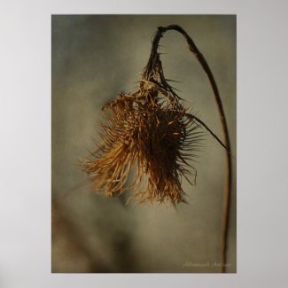 And Sow the Day Ends - Open Seed Pod Photograph print
