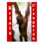 And the Winner is Krista Orangutan postcards