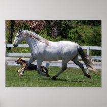 ANDALUSIAN AND DOG POSTER