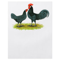 Andalusian Chickens flyers