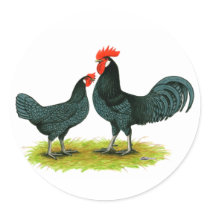 Andalusian Chickens stickers