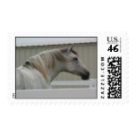 ANDALUSIAN HORSE HEAD STAMP