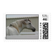 ANDALUSIAN HORSE HEAD STAMP