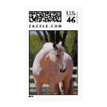 Andalusian horse postage stamps