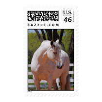 Andalusian horse postage stamps